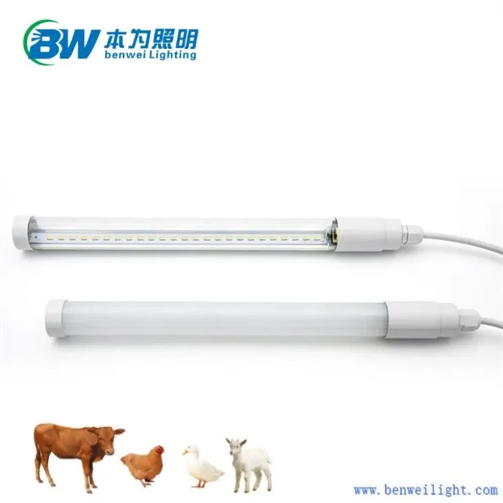 Lights For The Chicken